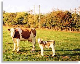 Cow and calf